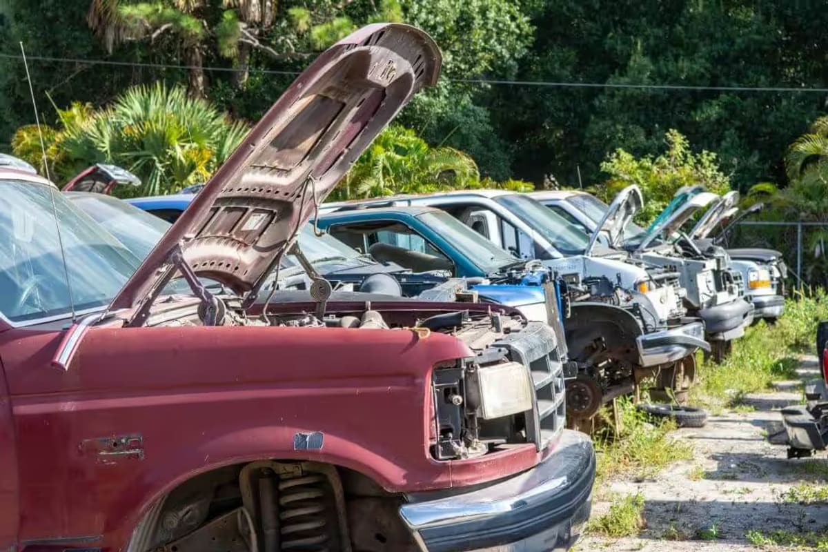 2nd Chance Salvage: Row of salvage trucks with open hoods parked along a gravel lane beside palm trees at a junkyard