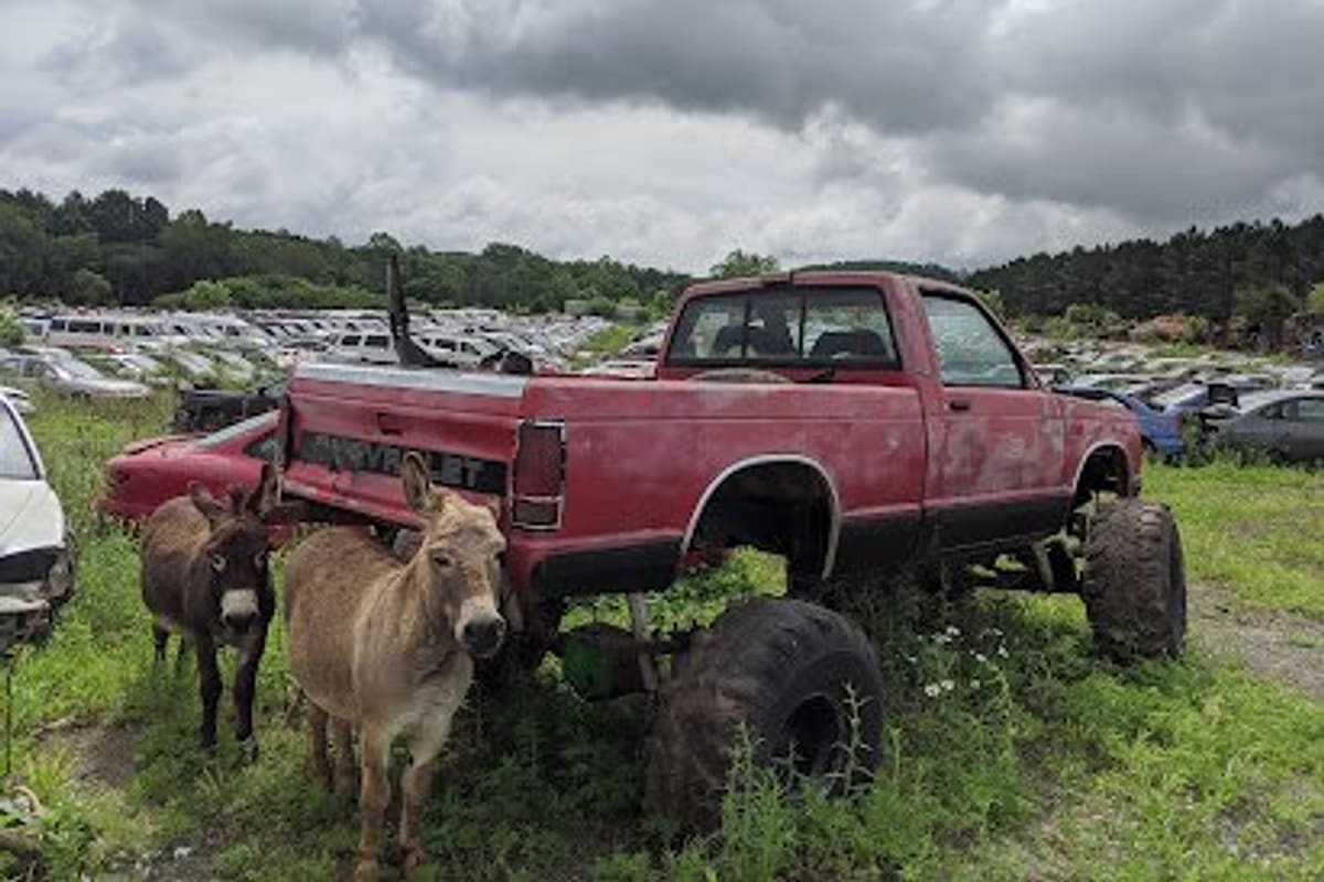 Seaton Auto Parts: Rows of salvage vehicles in a grassy lot behind a lifted red pickup truck and two donkeys under a cloudy sky