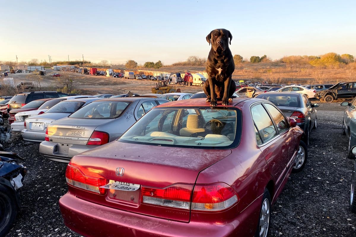 M.j.v.m.j.: Rows of salvage cars on a gravel lot at sunset with a black dog sitting on top of a red sedan